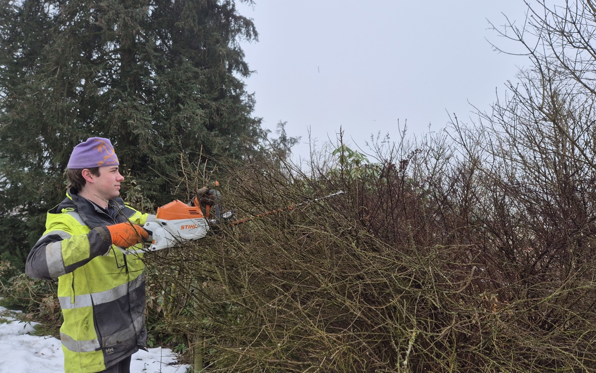 Beskjæring av busker