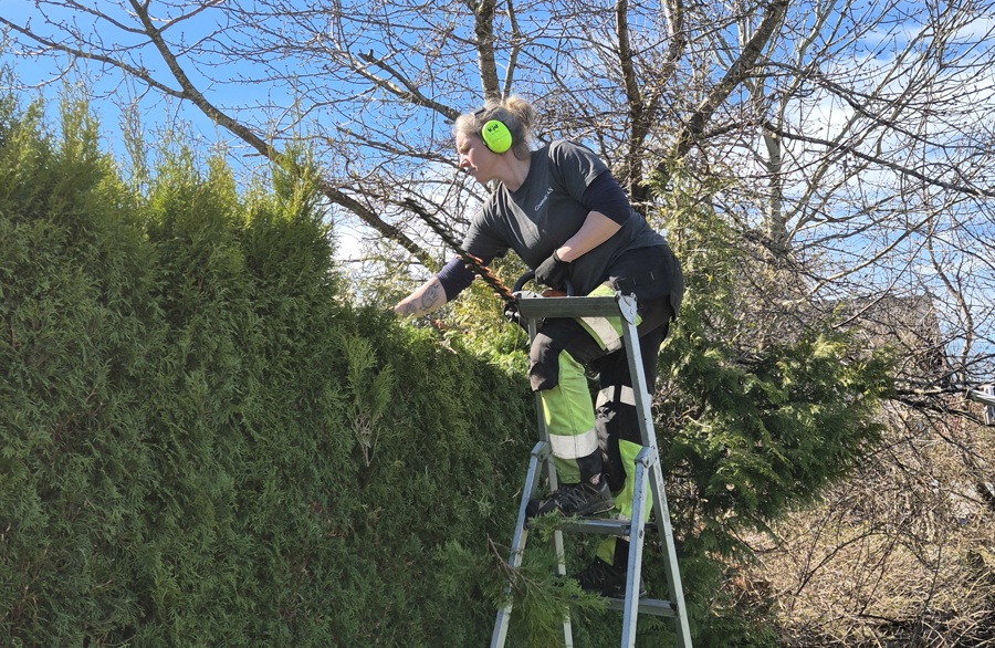 Beskjæring av hekk