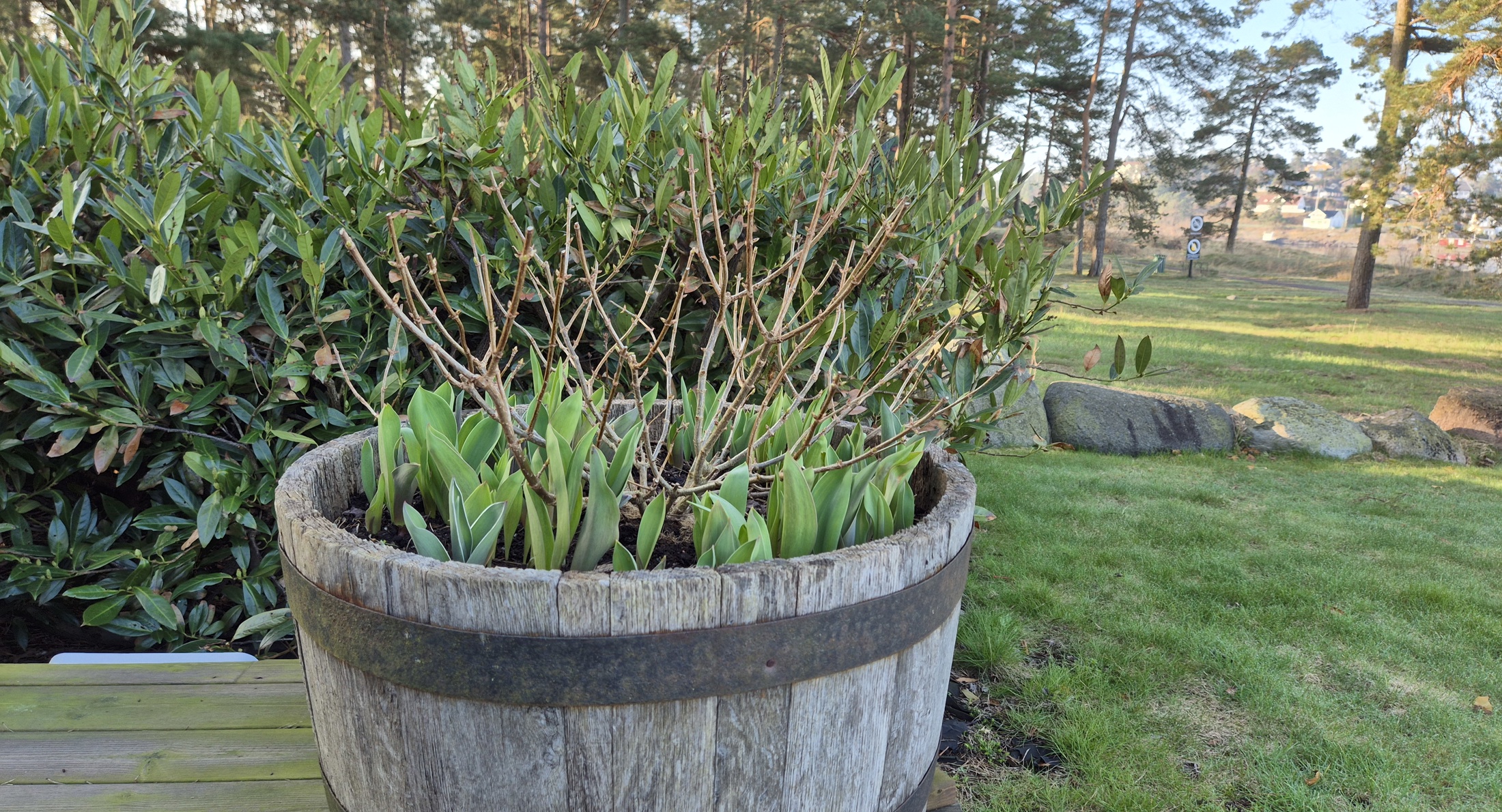 Plante Loek I Krukker