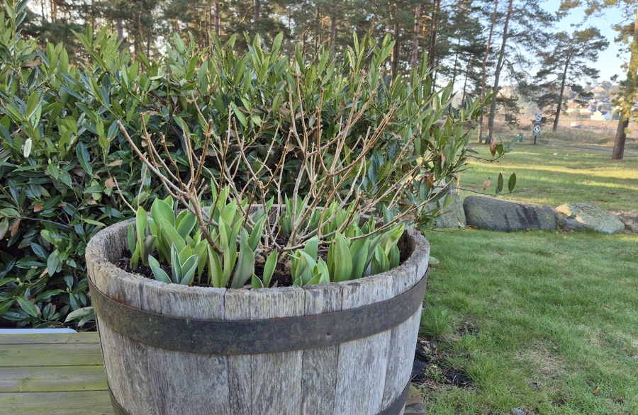 Plante Loek I Krukker