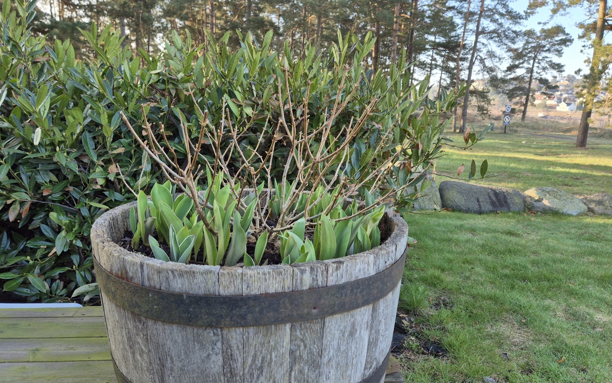 Plante Loek I Krukker