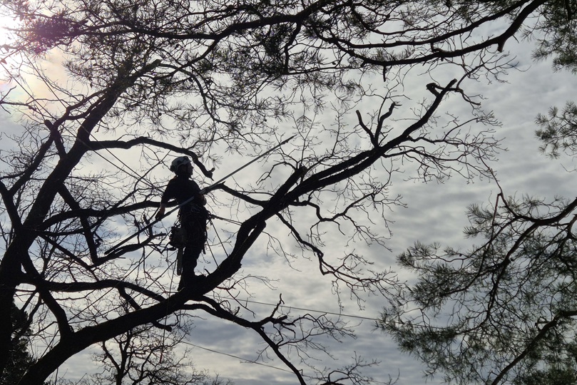 Beskjæring med klatring. Heidi Mars -26