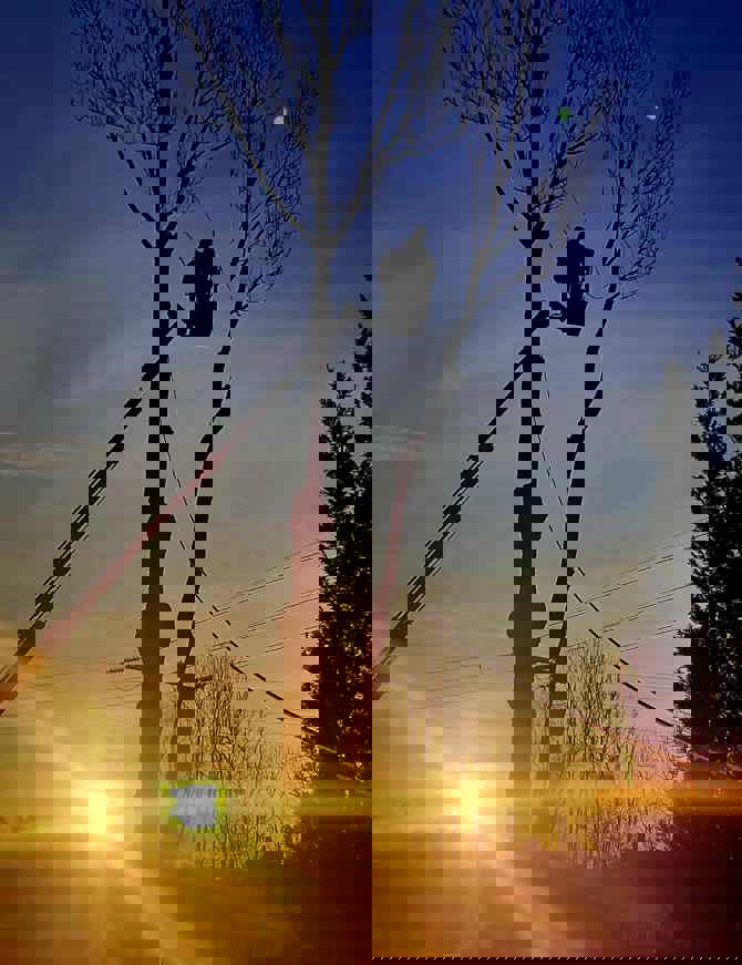 Trefelling I Solnedgang