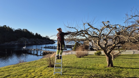 Beskjæring av gamle epletrær. Årøysund 09.04.-26
