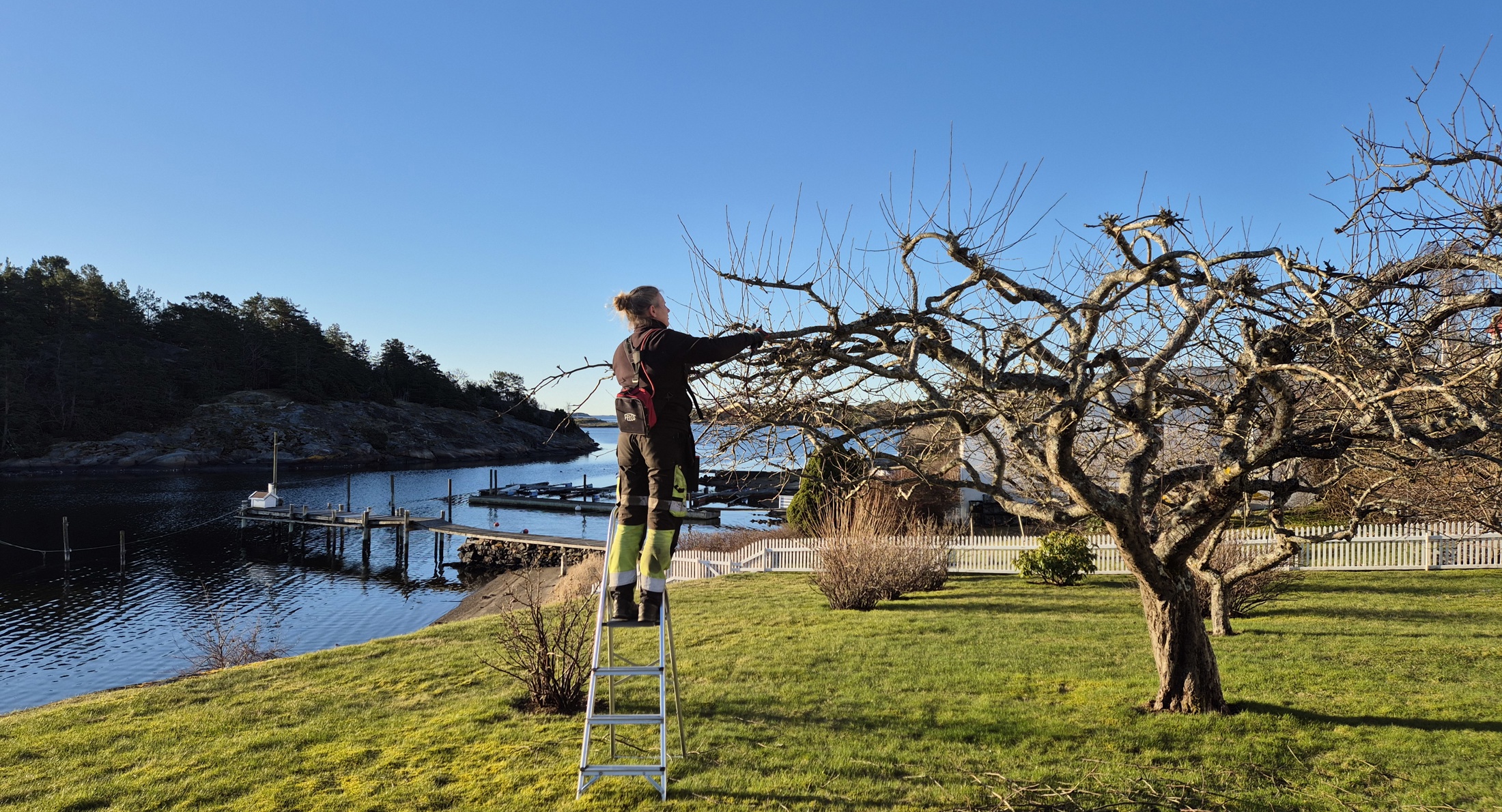 Beskjæring av gamle epletrær. Årøysund 09.04.-26
