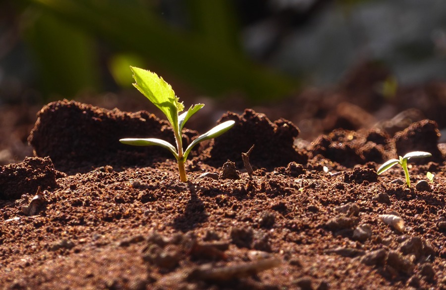 Spring Young Leaves 2404083 1920